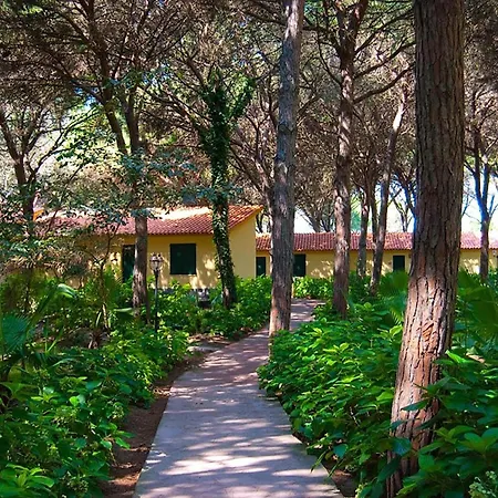 Immersed In The Pine Forest In Sardinia * Arborea