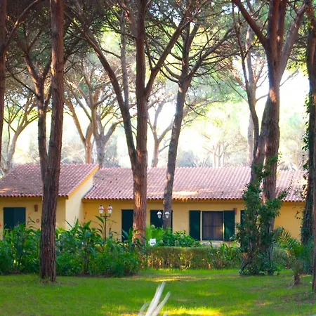 Immersed In The Pine Forest In Sardinia